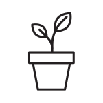 plant growing in a pot